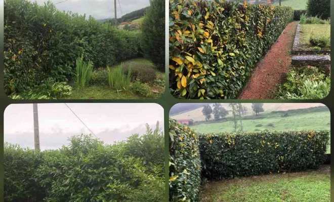 Entretien de jardin, Roanne, Poupier Paysage